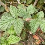 Rubus ursinus Leaf