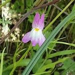 Linaria maroccana പുഷ്പം