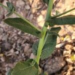 Verbascum cheiranthifolium Rusca