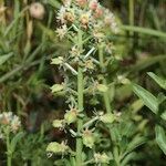 Reseda odorata Blüte