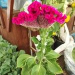 Celosia cristataBloem