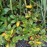 Rhododendron ponticumFolio