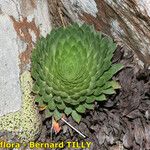 Saxifraga florulenta Habitus