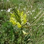 Astragalus asper ᱵᱟᱦᱟ