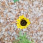 Encelia californica Flors