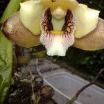 Bifrenaria tyrianthina Maua
