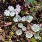 Paronychia argentea Flor