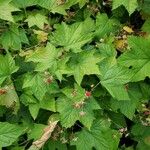 Rubus parviflorus Fruto