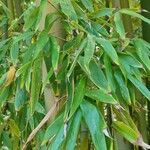 Phyllostachys viridiglaucescens Hoja