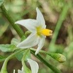 Solanum douglasii Blomst