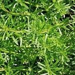 Galium maritimum Leaf