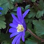 Anemone blanda Flor