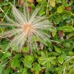 Dryas octopetala Φρούτο