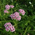 Achillea × roseoalba Цветок