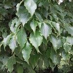 Cornus kousa Blatt