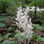 Cephalanthera austiniae Flower