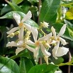 Trachelospermum jasminoides Flor