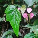 Begonia formosana Leaf