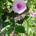 Ipomoea tiliacea 葉