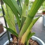 Zygopetalum maculatum Hoja