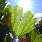 Gunnera tinctoria Leaf