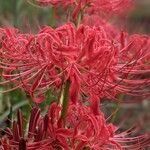 Lycoris radiata Květ