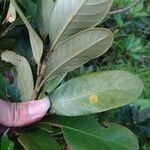 Lithocarpus formosanus Leaf
