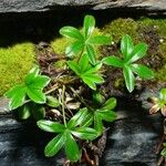 Alchemilla saxatilis Leaf