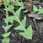 Taraxacum erythrospermum Blatt