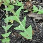 Taraxacum erythrospermum 叶