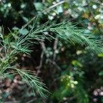 Asparagus tenuifolius Leaf