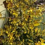 Oncidium baueriКвітка