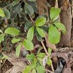 Terminalia prunioides Leaf