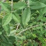 Crotalaria agatiflora Folla