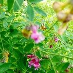 Lathyrus niger Flor