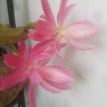 Disocactus phyllanthoides Blüte