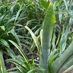 Billbergia porteana Leaf