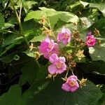 Rubus odoratus Blüte