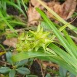 Carex grayi Frukto