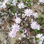 Silene sericea Habit