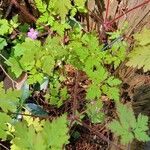 Geranium robertianumLehti