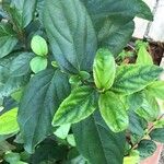 Viburnum suspensum Leaf