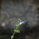 Salvia occidentalis Flower
