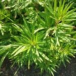 Artemisia lactiflora Blad