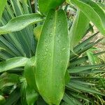 Cheilocostus speciosus Blatt