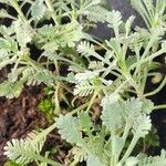 Achillea umbellata Deilen