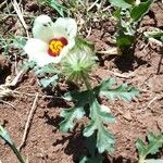 Hibiscus trionum Virág