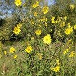 Helianthus grosseserratus പുഷ്പം