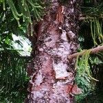 Araucaria cunninghamii Casca