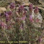 Thymus longiflorus Staniste